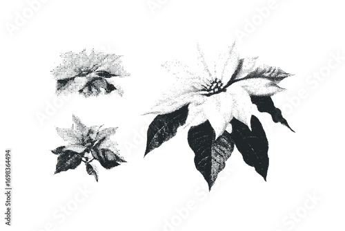 Halftone poinsettia floral arrangement with isolated elements
