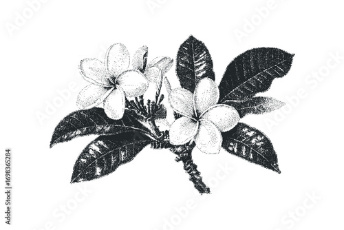 Stippled Frangipani Blossom Branch