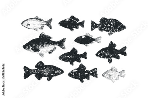 Collection of nine fish drawn with grainy texture on white