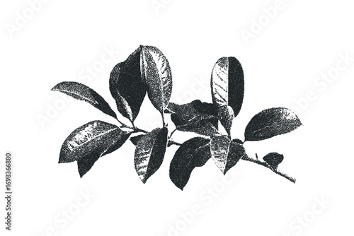 Leafy branch with stippled texture on transparent background