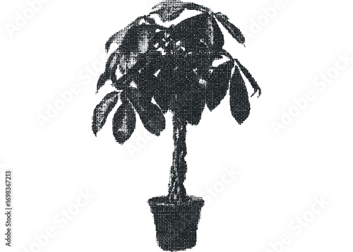 Potted Money Tree with Textured Leaves on Transparent