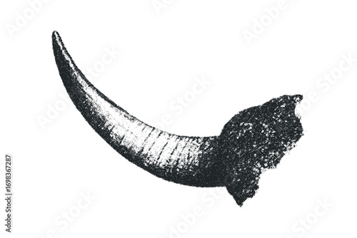 Stippled horn fragment transparent