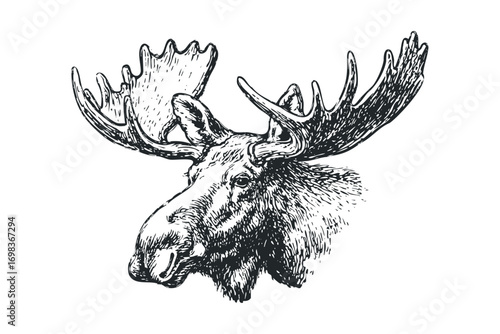 Detailed line art portrait of a majestic moose head with large antlers on a transparent background