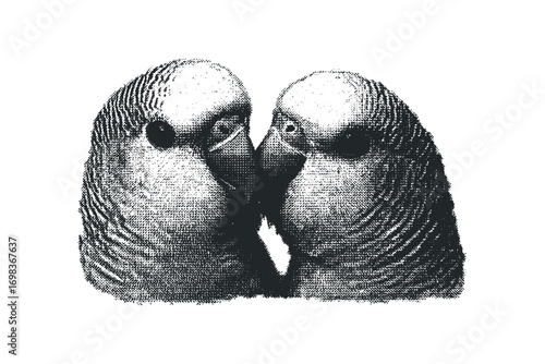 Close up of two parakeets in a tender moment on transparent background