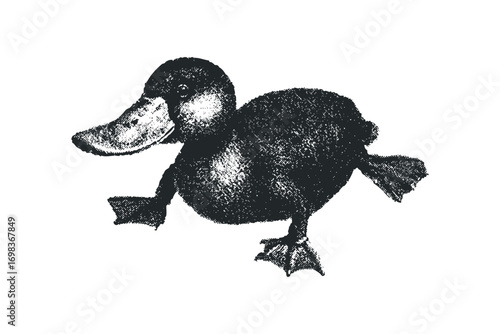 Duckling walking transparent background