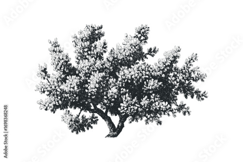 Isolated dotted deciduous tree on white