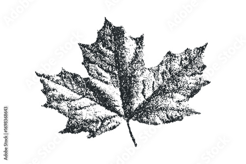 Hand drawn grunge maple leaf with texture on transparent background