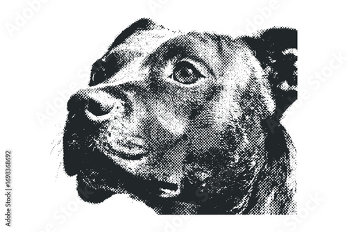 Close up portrait of a dog face on transparent background
