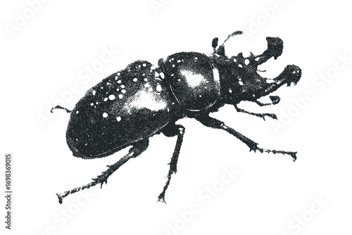 Detailed beetle on transparent background