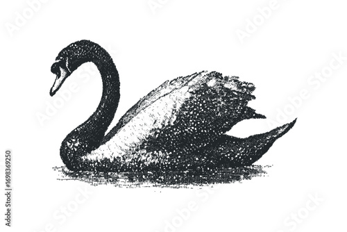 Black swan illustration on transparent background