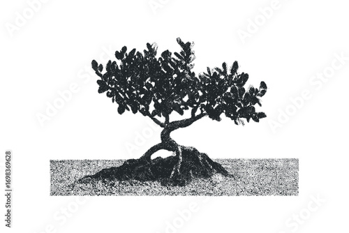 Isolated gnarled tree with complex root system