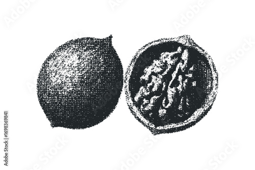 Textured drawing of a whole and halved nut isolated on white