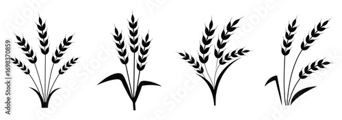 Wheat ear icons set vector silhouettes. Black wheat spikelet vector collection. Set of wheat stalk. Cereal plant silhouettes.  Agriculture symbol. Grain icon vector. eps 10