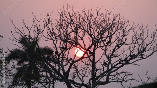 Birds on sunrise
