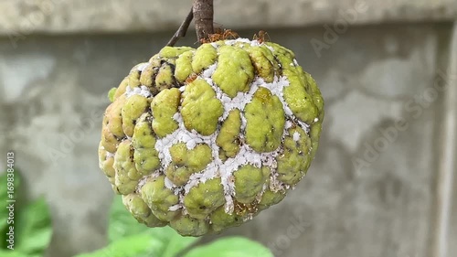 Closeup of Agricultural Pests Destroying Sugar Apple Fruit .