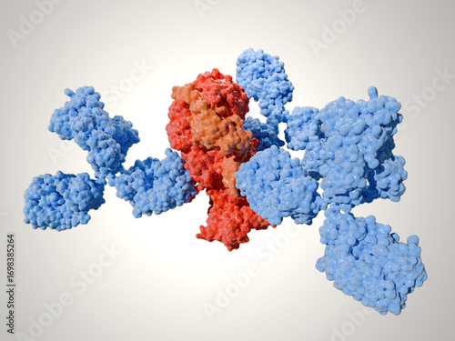 Neutralizing monoclonal antibody in complex with Herpex Simplex virus 1 (HSV 1) glycoprotein B trimer