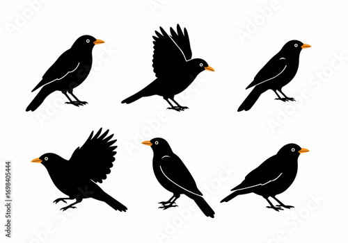 Stylized Black Birds with Orange Beaks and White Eyes, Depicted in Standing, Perching, and Flying Vector Silhouettes
