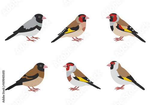 Collection of various illustrated finches and sparrows in a charming flat design style, showcasing diverse avian species against a clean white background.