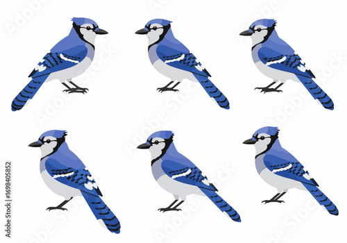 Six vibrant blue jays illustration set, showcasing these beautiful North American birds in various poses on a clean white background, perfect for nature and wildlife themes.