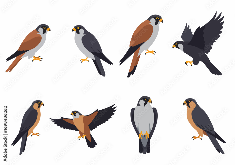 Fototapeta premium Vector illustration set of falcons in various poses, showcasing different color variations, perfect for nature and wildlife design projects.