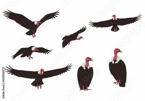 Vulture vector illustrations set: Multiple poses including flying, perching, and standing. Isolated flat design elements of these majestic birds with pink heads.