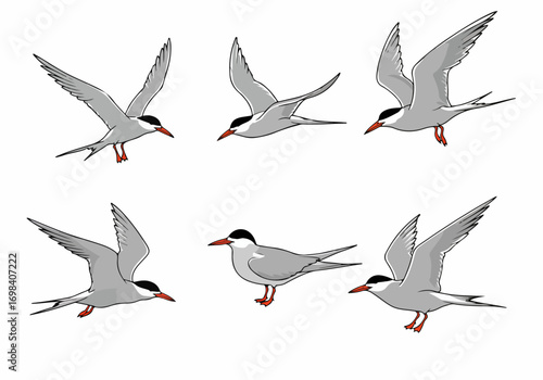Vector illustration set of Common Terns in different actions, including flying, landing, and standing, isolated on a white background.