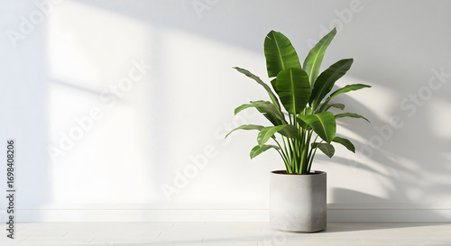 Minimalist Interior with Green Tropical Plant in Concrete Pot
