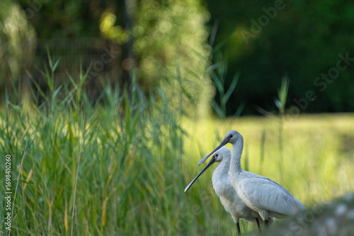 Zwei Löffler stehen an einen Wiesenhang an einen kleinen See mit Schilfgras im Hintergrund.