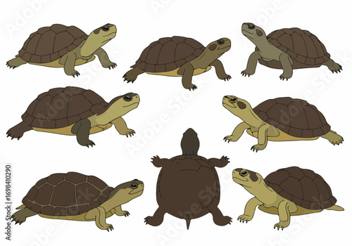 Collection of illustrated turtles in various poses, featuring different angles including top, side, and front views, isolated on a white background for design projects.