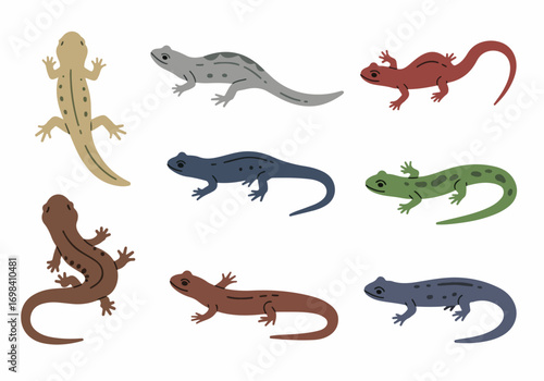 Colorful cartoon newt and salamander vector illustrations isolated on white, showcasing various species and color variations in a playful, educational style.