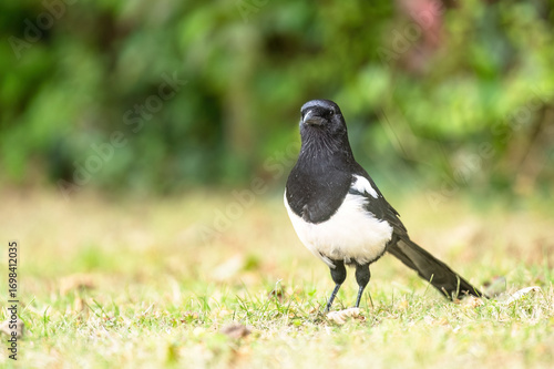 Eine Elster sitzt im Gras und hat ihren kopf nach vorn gerichtet vor unscharfen Hintergrund