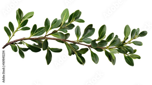 Green boxwood branch. isolated on transparent background.
