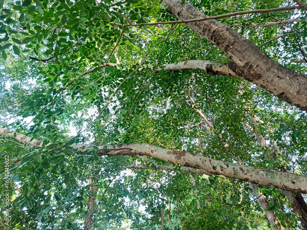 Fototapeta premium Green Tree Branches with Leaves in Nature Background