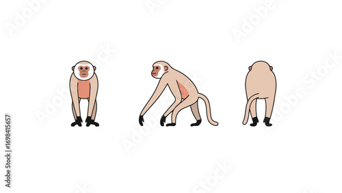 A set of simple, cute, flat vector illustrations of a white-cheeked macaque in different poses, including front, side, and back views.