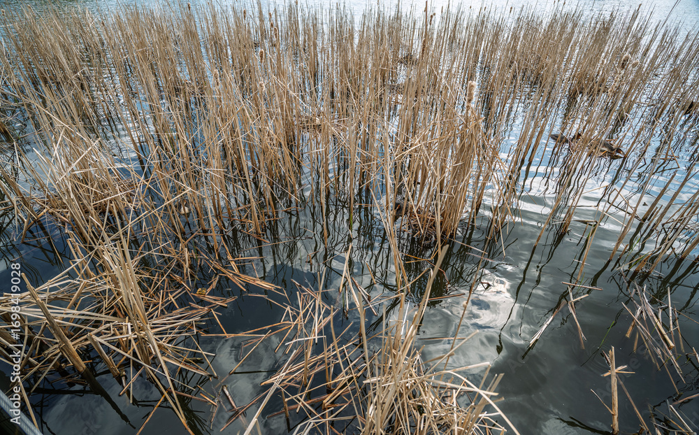 Fototapeta premium A colony of Great-crested grebe (Podiceps cristatus) among the reeds.