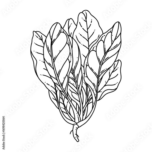 Spinach vector line art illustration with leaves isolated on white background