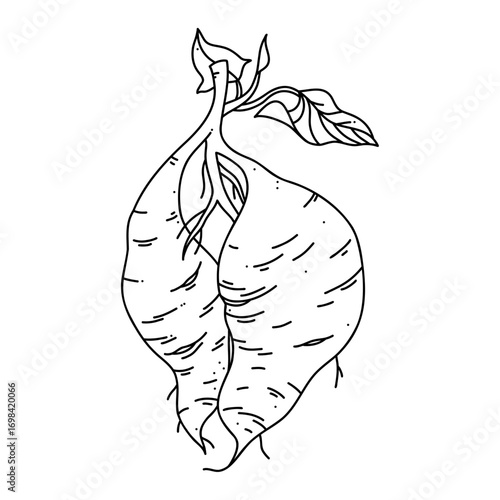 Sweet potato vector line art illustration isolated on white background