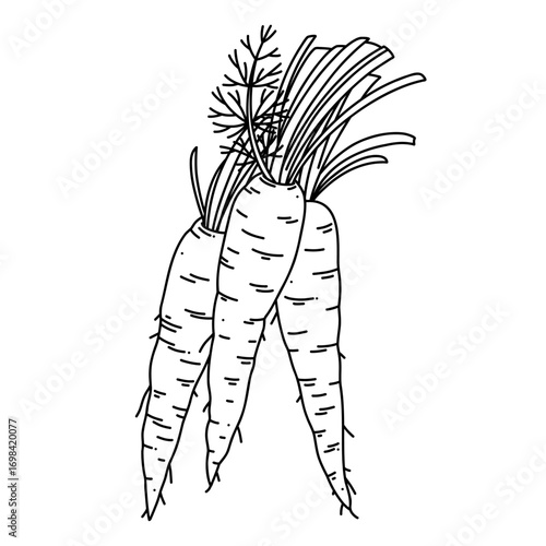 Carrot vector line art illustration with leaves isolated on white background