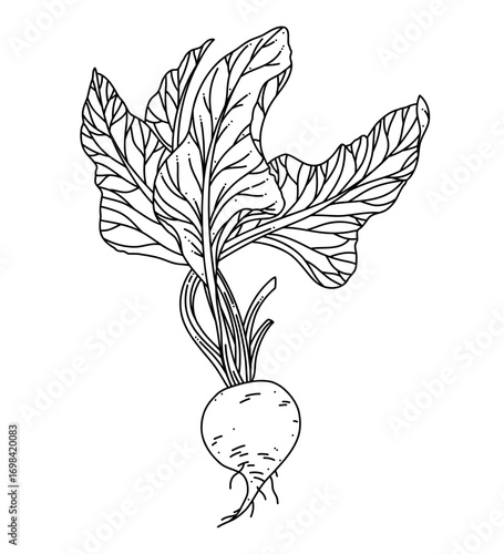 Beetroot vector line art illustration with leaves isolated on white background