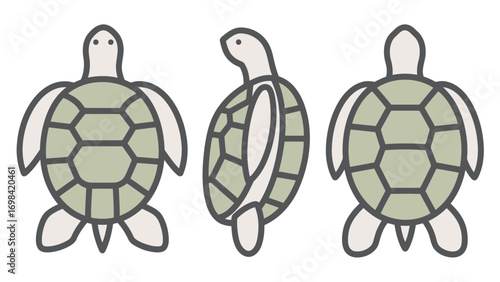Set of three vector illustrations showing a sea turtle from different angles, top, side, and back, on a white background