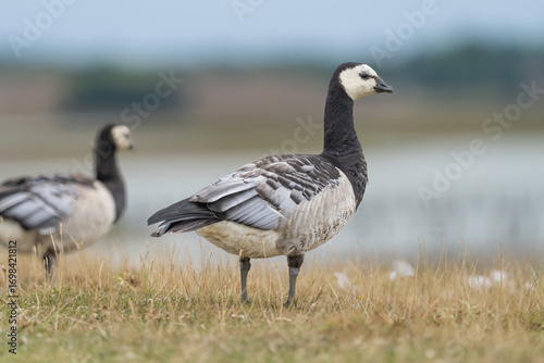 Eine Weißwangengans(Nonnengans) im Gras, die durch ihren weißen Kopf, den schwarzen Hals und den grauen Körper gekennzeichnet ist.