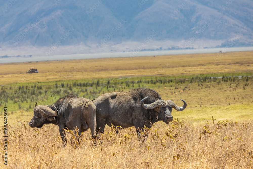 Obraz premium in Africa savanna on dry grass at safari game drive. Wild nature in African national parks of Kenya and Tanzania. Mammals animals wildlife in African savanna bush Ngorongoro and Tarangire