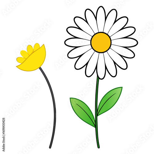  shasta daisy yellow flower vector line art on white