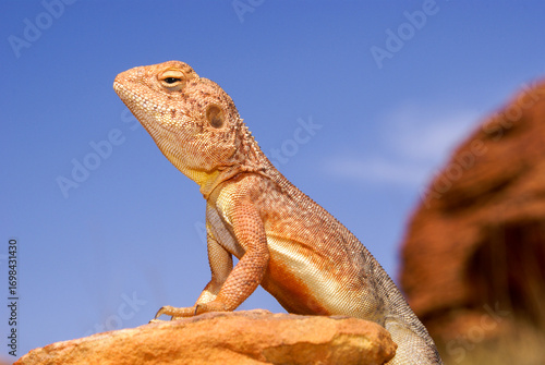 Lizard on a rock, close-up of Slater's Ring-tailed Dragon (Ctenophorus slateri), Red Centre of Australia, Northern Territory