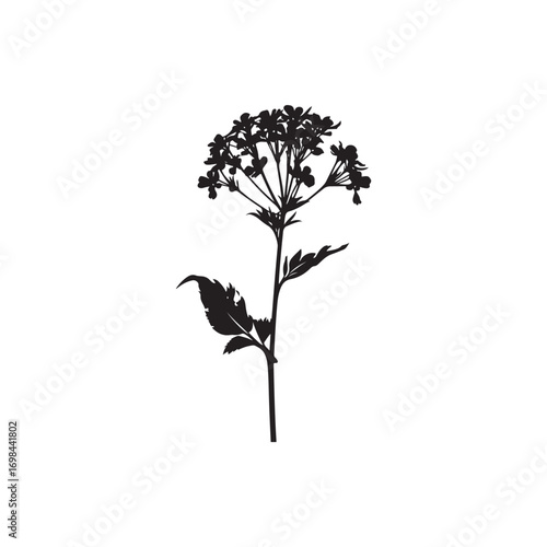 Verbena Vector (7).eps