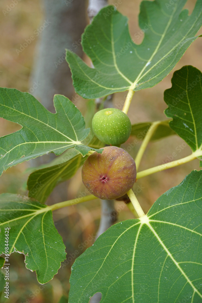 Obraz premium Fig fruits wine berries fig tree common fig subtropical deciduous plant branches leaves nature flora