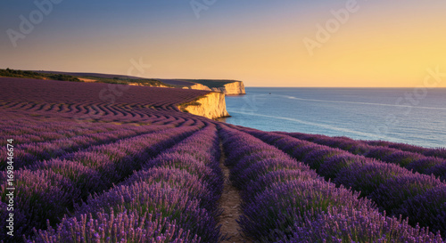 Endless lavender fields meeting the deep blue ocean.