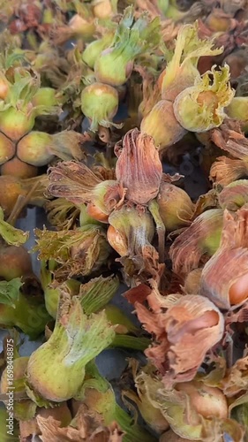 Hazelnuts freshly harvested at the end of summer 