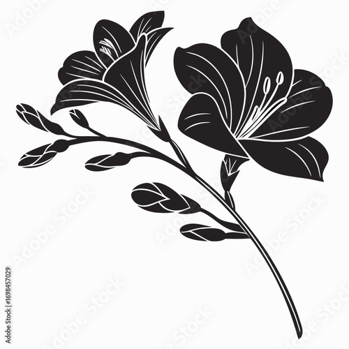 Elegant black and white silhouette of freesia flowers and buds