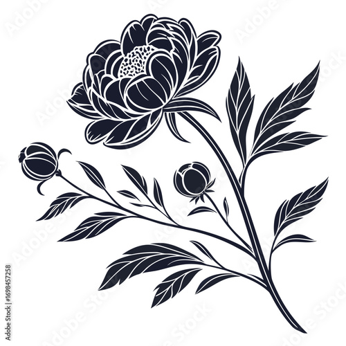 Elegant dark silhouette of a peony flower with buds and leaves
